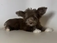 CHOCO Morkie , a male Maltipoo and Morkie for sale in Garden Grove, CA – 1 of 1
