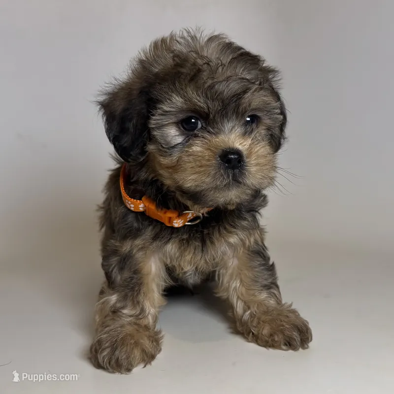 Non-Shedding Puppy 🐶 🐾 – Yorkipoo, Mal Shi puppy for sale in Garden Grove, CA