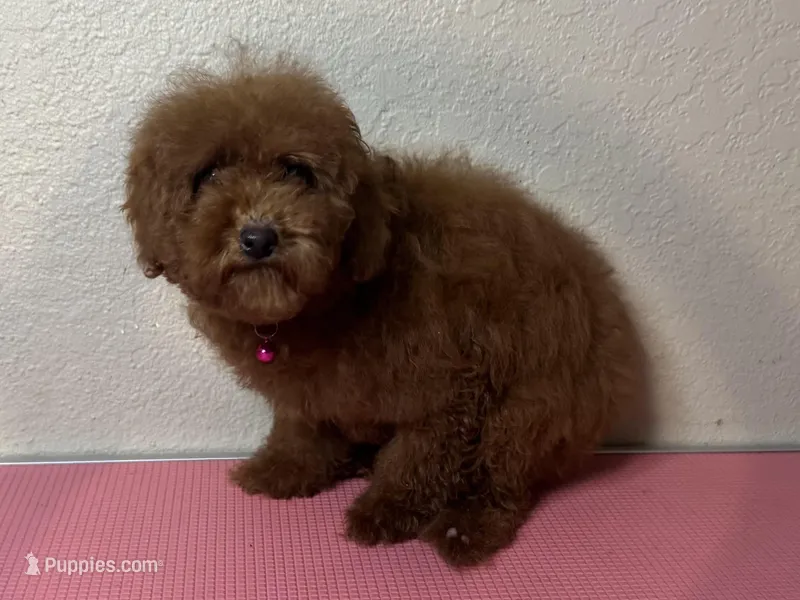 PUREBRED Poodle🩷, a female Poodle - Toy  and Poodle - Miniature  for sale in Garden Grove, CA – Photo 1 of 1