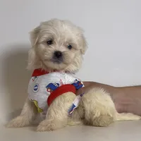 Male TINY TCUP Maltipoo , a male Maltipoo and Poodle - Toy  for sale in Garden Grove, CA – 1 of 2