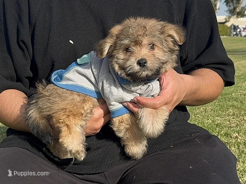 Cute Poodle Mix 😱, a male Maltipoo and Shihpoo for sale in Garden Grove, CA – Photo 1 of 1