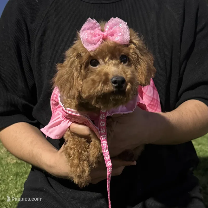 Red Poodle Puppy 🐶 – Poodle - Toy , Poodle - Miniature  puppy for sale in Garden Grove, CA
