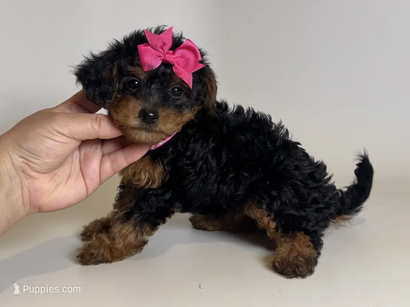 Yorkipoo 🥰🐶🐾 – Maltipoo, Shihpoo puppy for sale in Garden Grove, CA