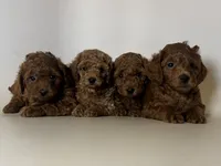 Red Toy Poodle , a female Poodle - Toy  for sale in Garden Grove, CA – 2 of 2