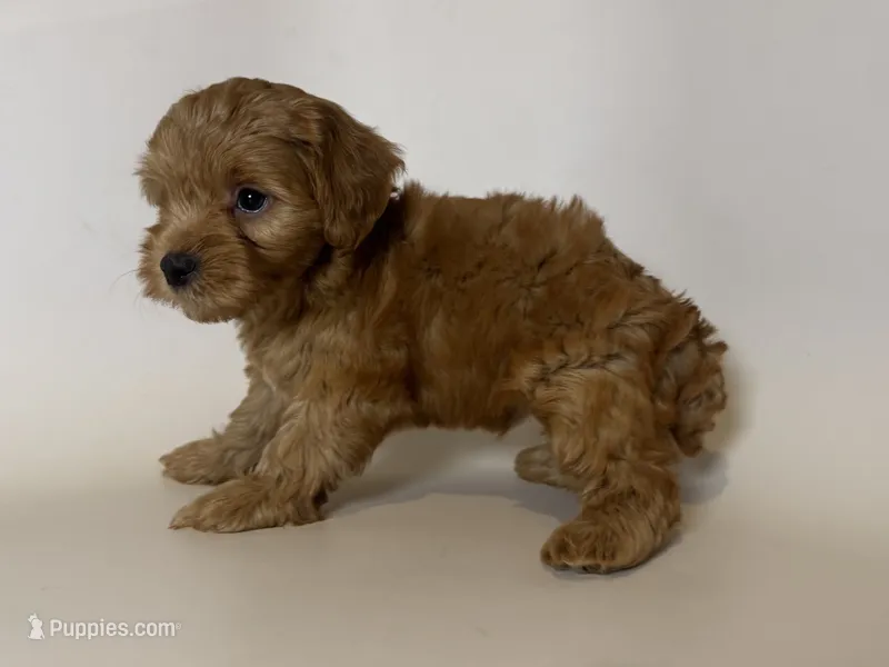 Apricot/Red Maltipoo  – Maltipoo, Poodle - Toy  puppy for sale in Garden Grove, CA
