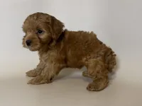 Apricot/Red Maltipoo , a male Maltipoo and Poodle - Toy  for sale in Garden Grove, CA – 1 of 2