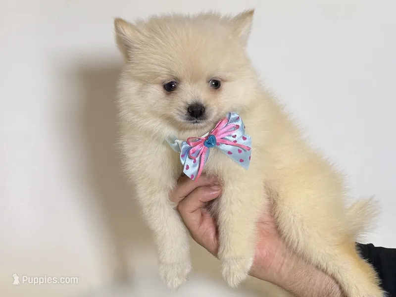XXS Pomeranian  – Pomeranian puppy for sale in Garden Grove, CA