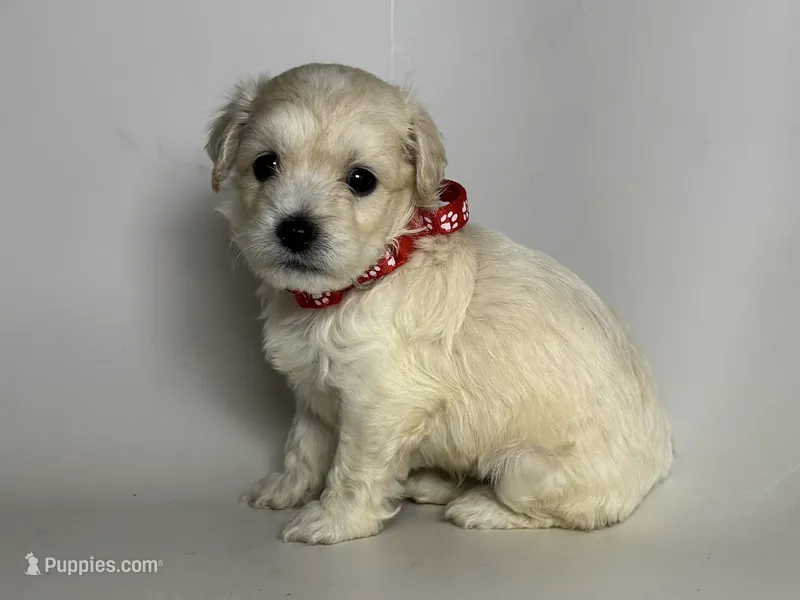 Malti-Poo Male Puppy – Maltipoo, Poodle - Toy  puppy for sale in Garden Grove, CA