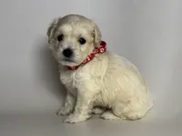 Malti-Poo Male Puppy, a male Maltipoo and Poodle - Toy  for sale in Garden Grove, CA – 1 of 1