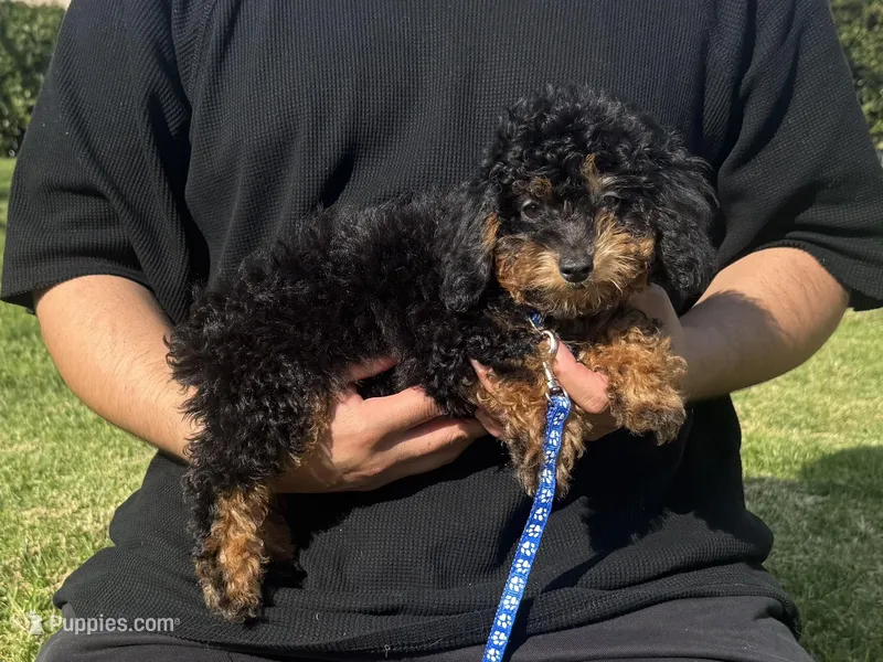 Toy Bernedoodle 💙, a male Poodle - Toy  and Miniature Bernedoodle for sale in Garden Grove, CA – Photo 1 of 1