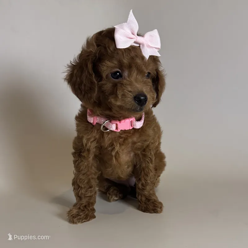 💕Toy Poodle Puppy 🧸 💕 – Poodle - Toy , Poodle - Miniature  puppy for sale in Garden Grove, CA