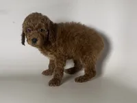 TeddyBear Poodle 🐩 , a male Poodle - Toy  and Poodle - Miniature  for sale in Garden Grove, CA – 1 of 2