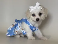 PERFECT TCUP , a female Maltipoo and Poodle - Toy  for sale in Garden Grove, CA – 1 of 1
