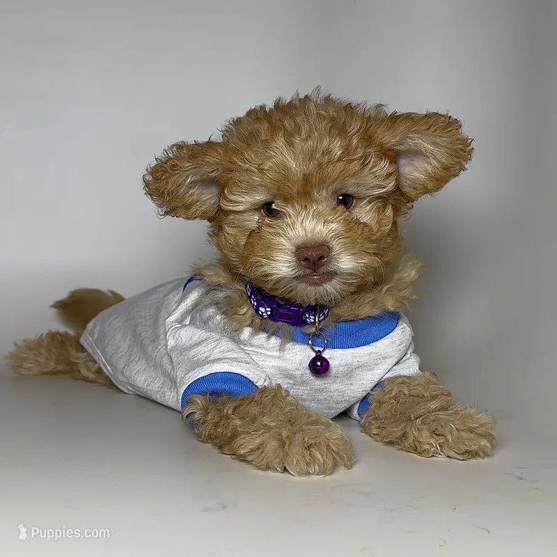 APRICOT Puppy – Maltipoo, Yorkipoo puppy for sale in Garden Grove, CA