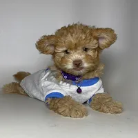 APRICOT Puppy, a female Maltipoo and Yorkipoo for sale in Garden Grove, CA – 1 of 1