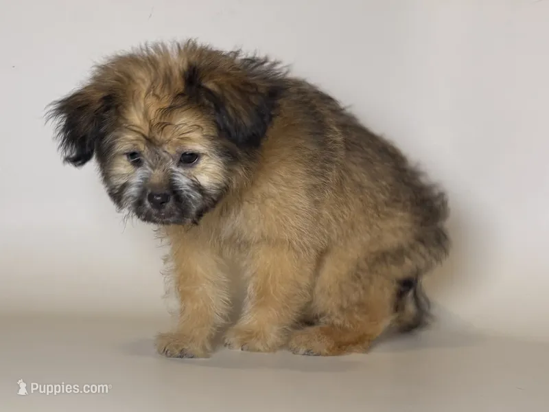SCRAPPY  – Maltipoo, Shorkie puppy for sale in Garden Grove, CA