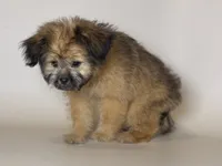 SCRAPPY , a female Maltipoo and Shorkie for sale in Garden Grove, CA – 1 of 1