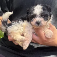 Tiny Female pup 🐶 , a female Maltipoo and Shihpoo for sale in Garden Grove, CA – 1 of 1