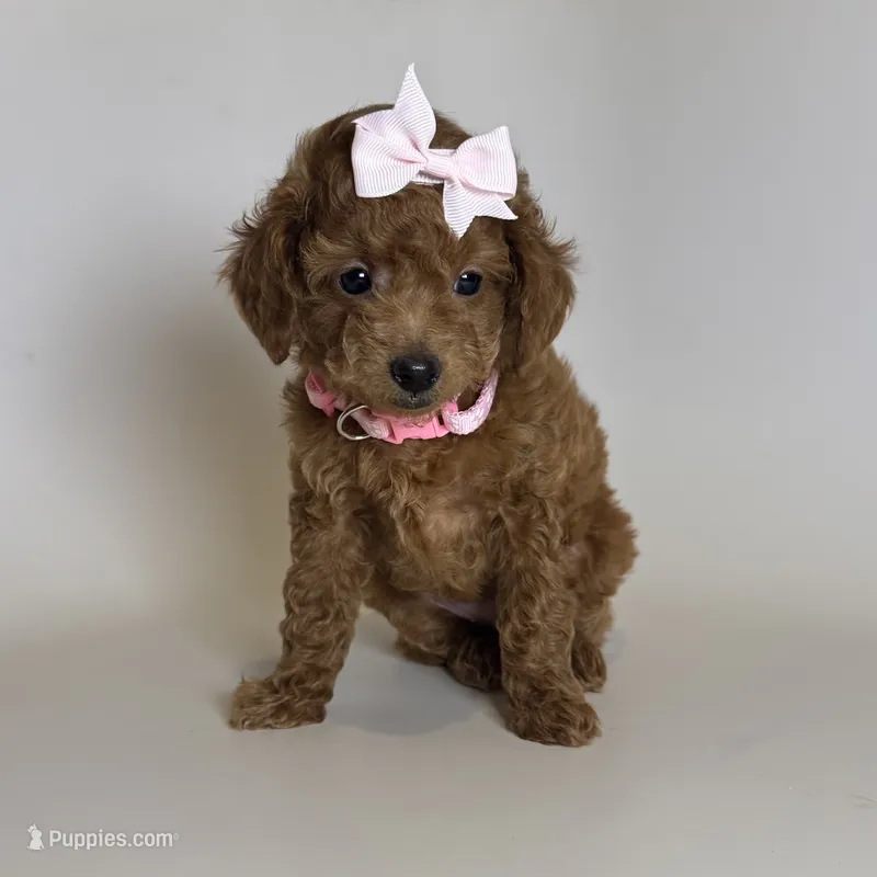 Red Toy Poodle Female  – Poodle - Toy , Poodle - Miniature  puppy for sale in Garden Grove, CA