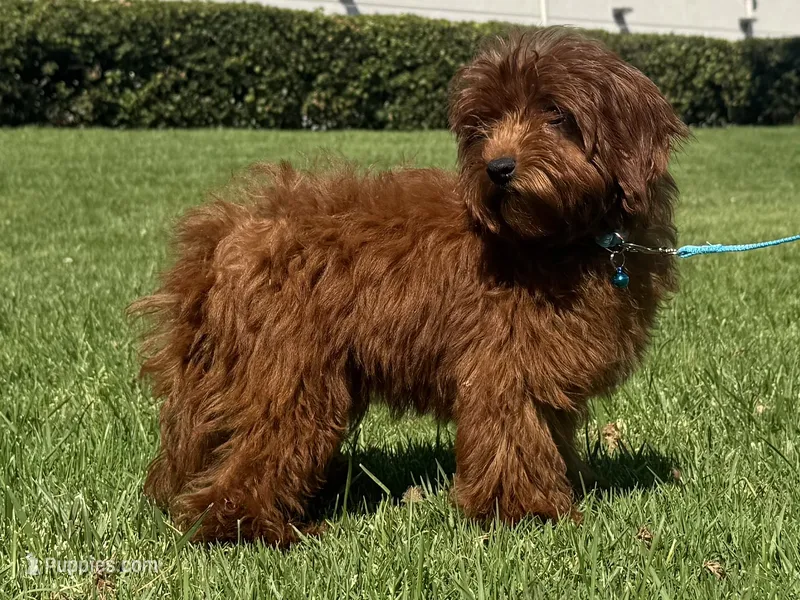 XS Goldendoodle  – Poodle - Toy , Miniature Goldendoodle puppy for sale in Garden Grove, CA