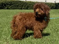 XS Goldendoodle , a male Poodle - Toy  and Miniature Goldendoodle for sale in Garden Grove, CA – 1 of 1