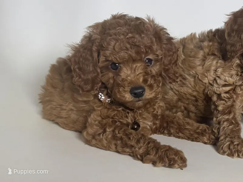 Deep RED Toy  – Poodle - Toy , Poodle - Miniature  puppy for sale in Garden Grove, CA