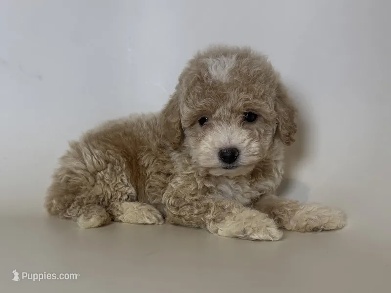 Apricot Poodle 🐩  – Poodle - Toy , Poodle - Miniature  puppy for sale in Garden Grove, CA