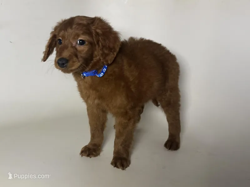 XS Red Doodle , a male Poodle - Toy  and Miniature Goldendoodle for sale in Garden Grove, CA – Photo 1 of 1