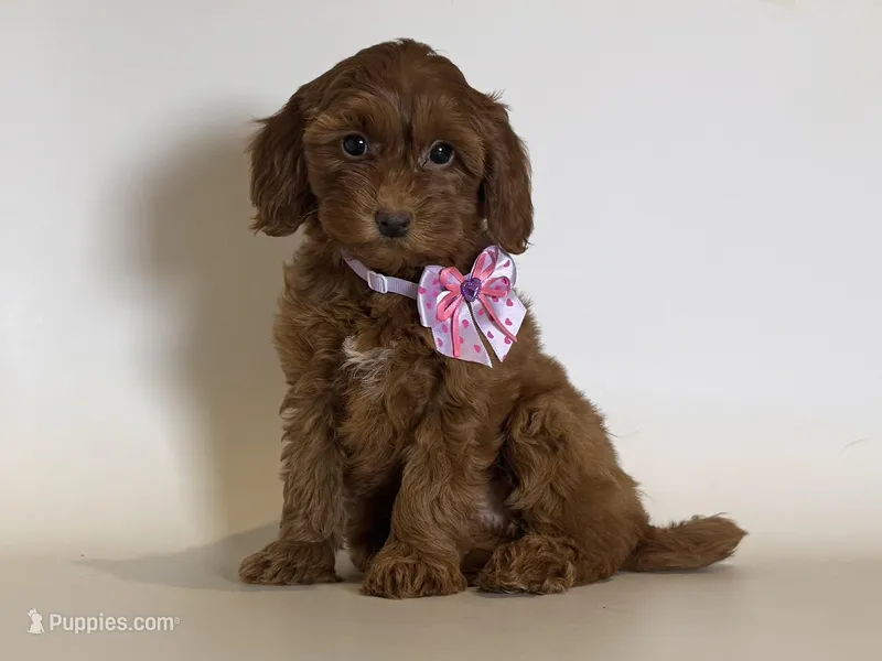 🩷 Beautiful Doodle 🩷 – Goldendoodle, Miniature Goldendoodle puppy for sale in Garden Grove, CA