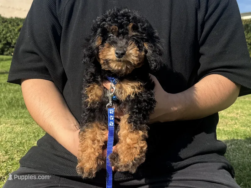 Micro Bernedoodle  – Poodle - Toy , Miniature Bernedoodle puppy for sale in Garden Grove, CA