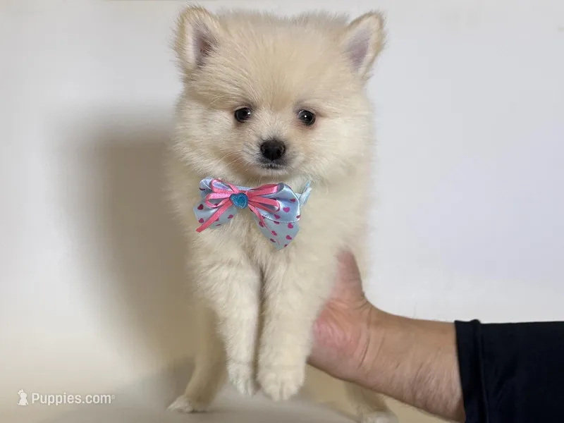 PUREBRED Pomeranian  – Pomeranian puppy for sale in Garden Grove, CA