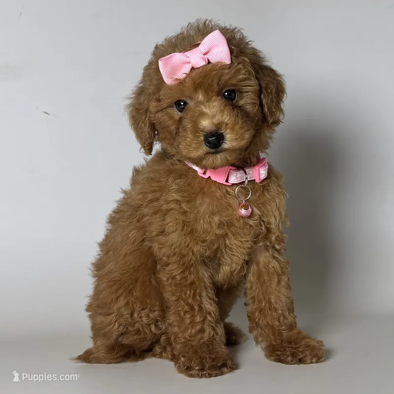 Female TOY Poodle – Poodle - Toy Puppy for Sale | Puppies.com