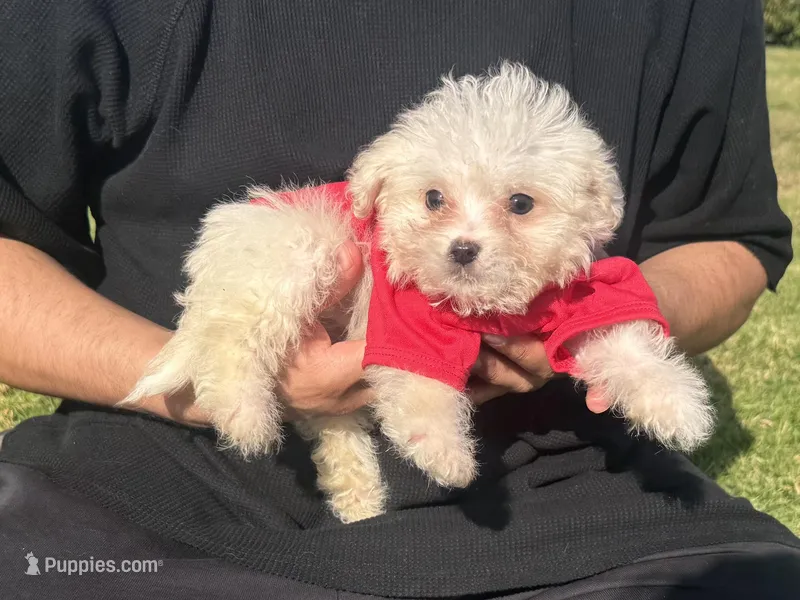 MAX, a male Maltipoo and Poodle - Toy  for sale in Garden Grove, CA – Photo 1 of 1