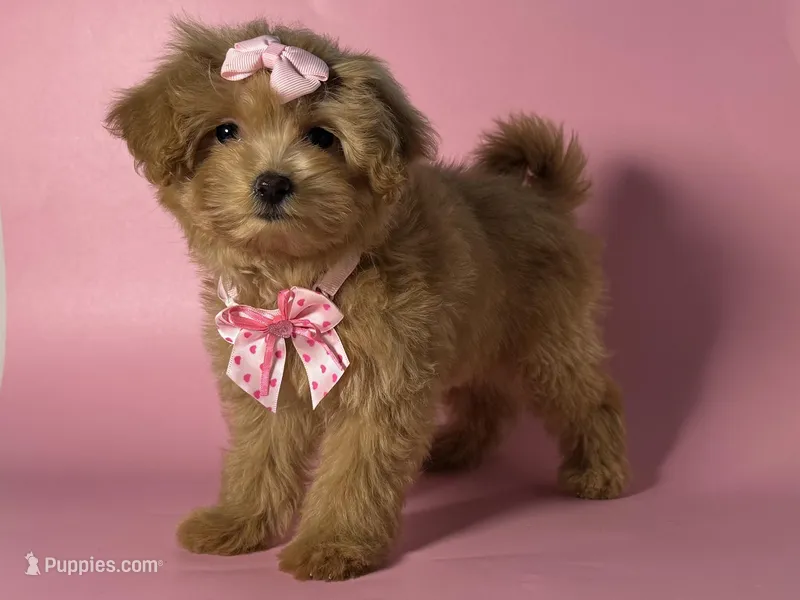 🤎Brown Maltipoo🤎