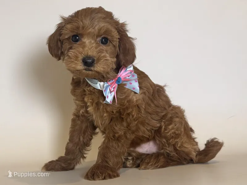 RED Micro Goldendoodle – Poodle - Toy , Miniature Goldendoodle puppy for sale in Garden Grove, CA