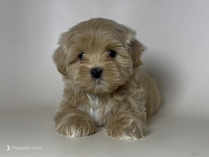 THE Perfect Maltipoo  – Maltipoo, Poodle - Toy  puppy for sale in Garden Grove, CA