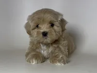 THE Perfect Maltipoo , a male Maltipoo and Poodle - Toy  for sale in Garden Grove, CA – 1 of 1