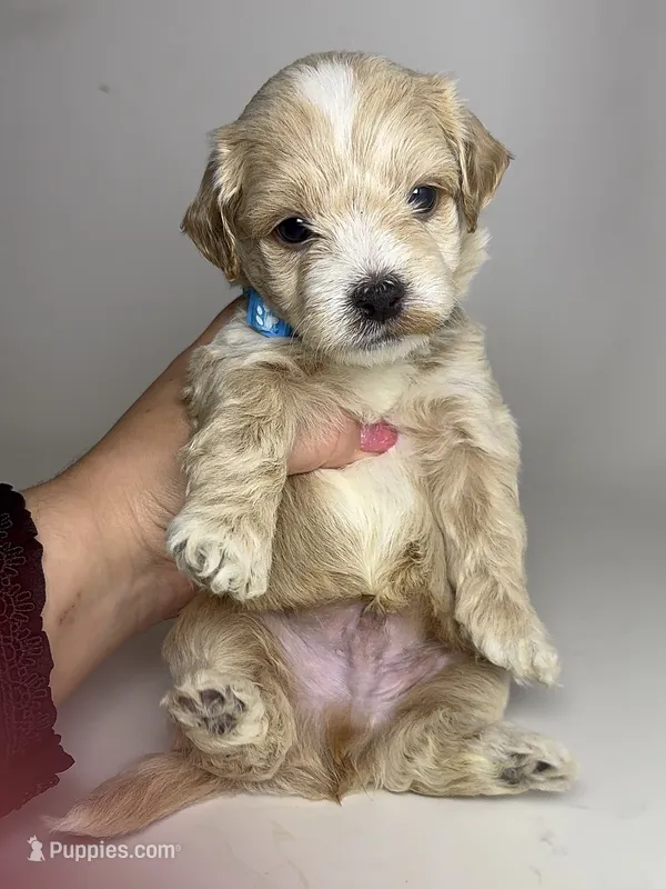 Golden Maltipoo 🐶 – Maltipoo, Maltese puppy for sale in Garden Grove, CA