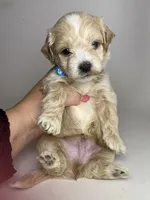 Golden Maltipoo 🐶, a male Maltipoo and Maltese for sale in Garden Grove, CA – 1 of 2