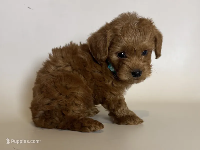 RED/APRICOT Teacup!  – Maltipoo puppy for sale in Garden Grove, CA