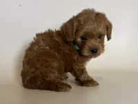 RED/APRICOT Teacup! , a male Maltipoo for sale in Garden Grove, CA – 1 of 2