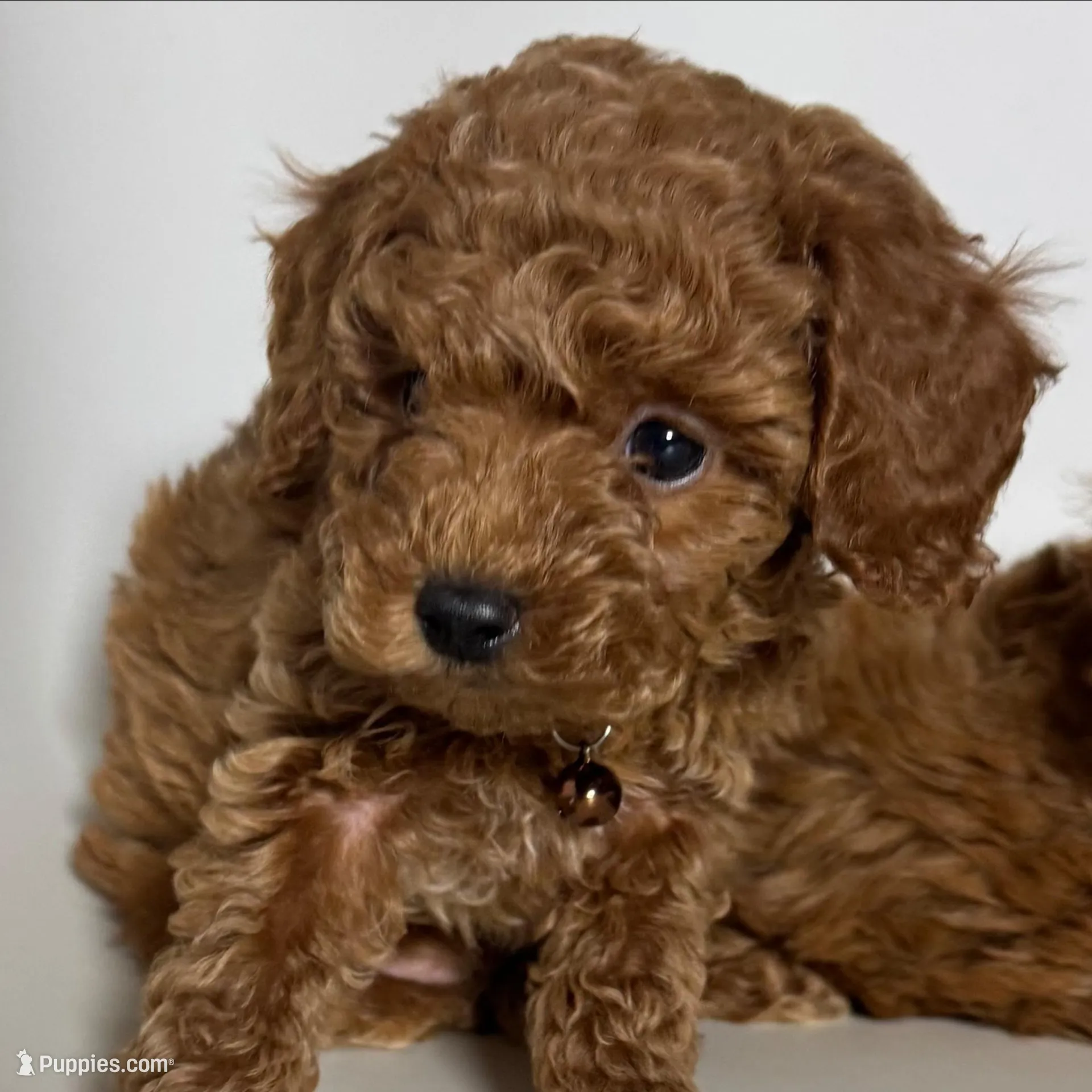 XS Toy Poodle  – Poodle - Toy , Poodle - Miniature  puppy for sale in Garden Grove, CA