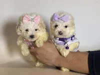 Teacup Maltipoo , a female Maltipoo and Maltese for sale in Garden Grove, CA – Photo 2 of 2