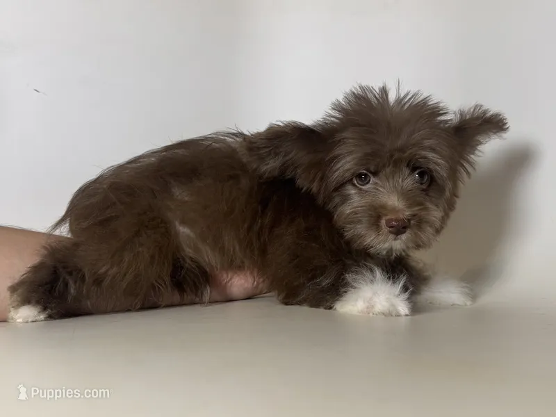 RARE Morkie  – Maltipoo, Morkie puppy for sale in Garden Grove, CA