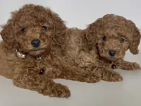 Male RED Toy Poodle, a male Poodle - Toy  for sale in Garden Grove, CA – 2 of 2