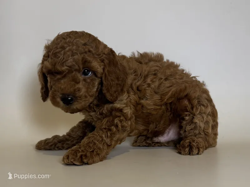 Red Poodle Puppy 🐶  – Poodle - Toy , Poodle - Miniature  puppy for sale in Garden Grove, CA