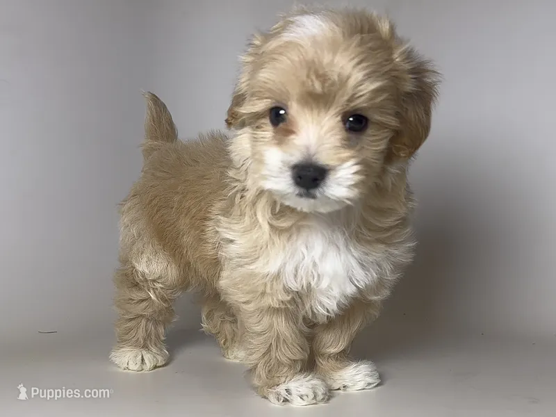 TeddyBear Teacup 🧸 – Maltipoo, Poodle - Toy  puppy for sale in Garden Grove, CA