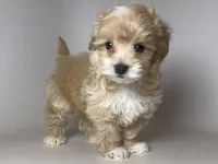 TeddyBear Teacup 🧸, a male Maltipoo and Poodle - Toy  for sale in Garden Grove, CA – 1 of 1