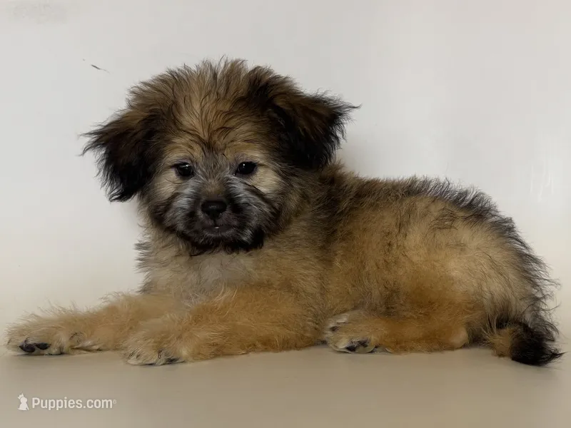 Male Puppy – Maltipoo, Shorkie puppy for sale in Garden Grove, CA