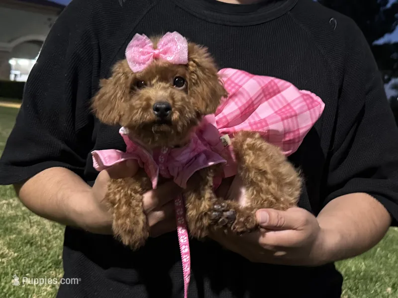 RED Poodle Girl 🩷 – Poodle - Toy , Poodle - Miniature  puppy for sale in Garden Grove, CA